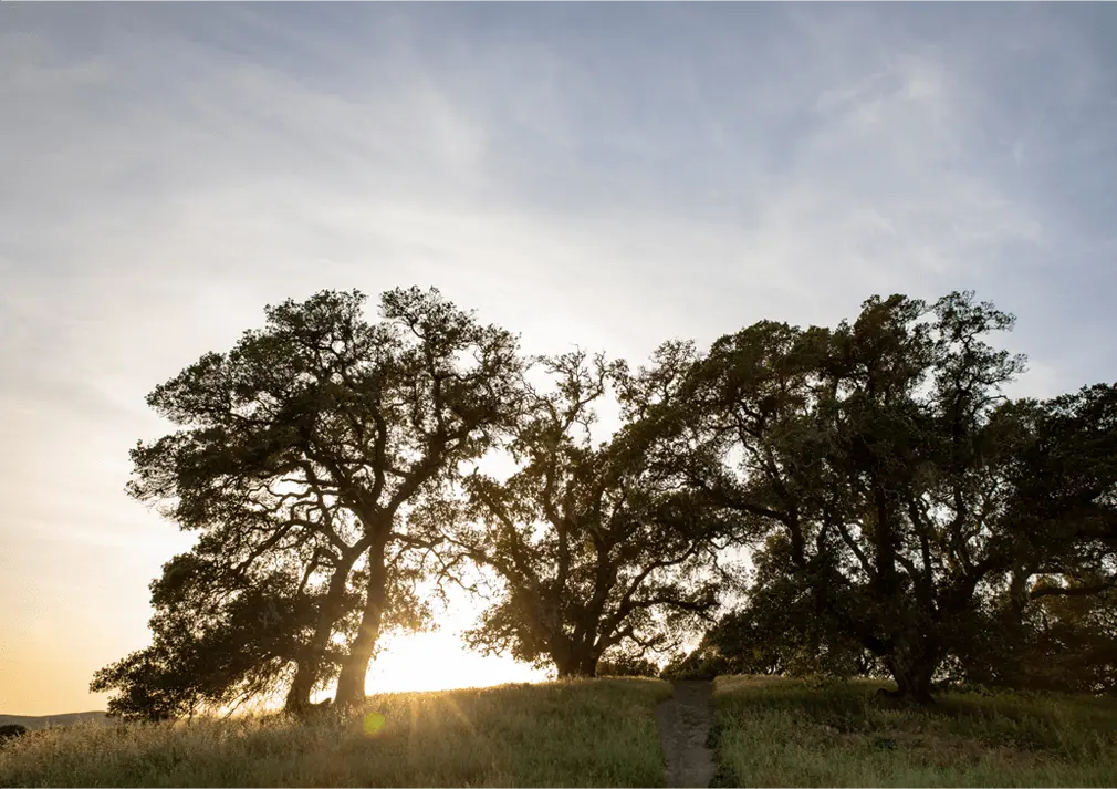 oak tree