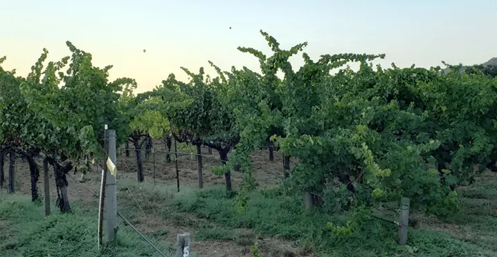 vineyard-1